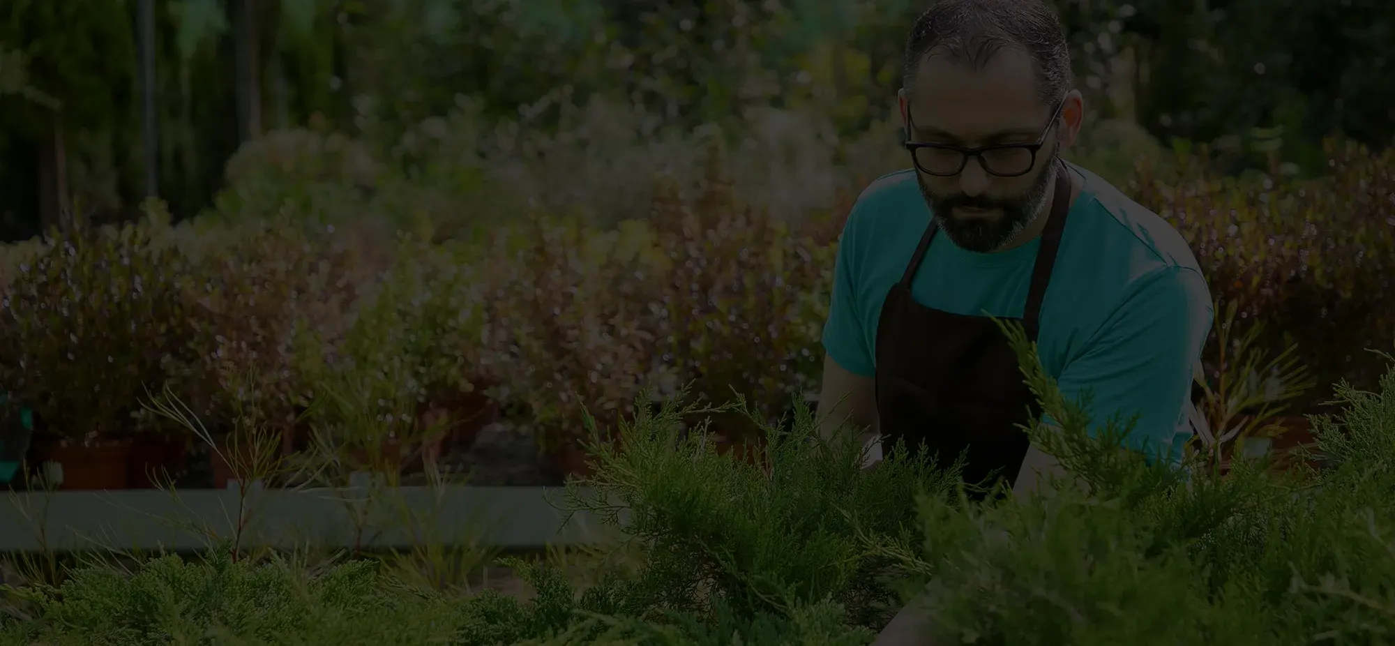 Man in glasses and apron tending to green plants in a nursery or garden center outdoors.